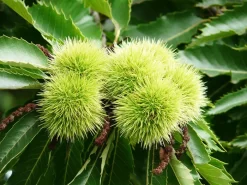 Esskastanie/Marone 'Bouche De Betizac' -Gartenpflanzen Verkauf esskastanie dorre lyon 1280x1280