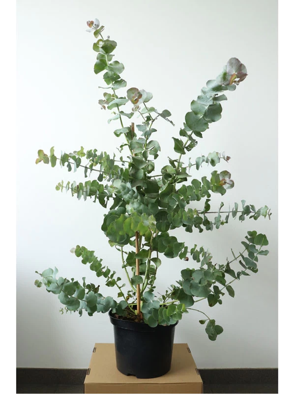 Eucalyptus Gunnii, Mostgummi-Eukalyptus 2 Eucalyptus Gunnii, Mostgummi-Eukalyptus – Bild 2