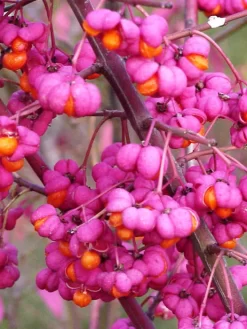 Euonymus Alatus, Flügel-Spindelstrauch