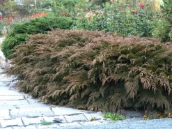 Microbiota Decussata, Fächer-Wacholder -Gartenpflanzen Verkauf faecher wacholder 1280x1280