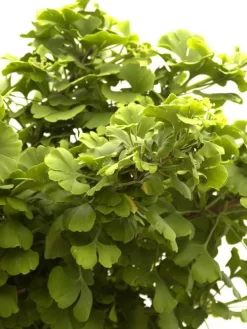 Ginkgo Biloba Mariken, Kugel-Ginkgo - Hochstamm -Gartenpflanzen Verkauf faecherblattbaum mariken 1280x1280