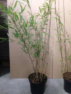 Fargesia Nitida 'Black Pearl' - Glänzender Schirm-Bambus -Gartenpflanzen Verkauf fargesia nitida black pearl 1280x1280