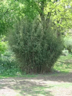 Fargesia Nitida - Neue Saat - Glänzender Schirm-Bambus