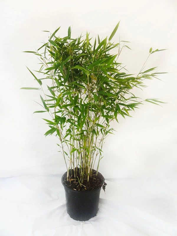 Fargesia Murielae 'Panda', Schirmbambus 2 Fargesia Murielae 'Panda', Schirmbambus – Bild 2