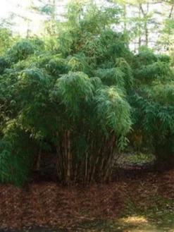 Fargesia Robusta 'Campbell', Großer Heckenbambus