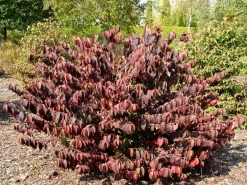 Viburnum Plicatum Tomentosum, Filziger Schneeball -Gartenpflanzen Verkauf filziger schneeball 1280x1280