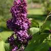 Syringa Vulgaris 'Andenken An Ludwig Späth'