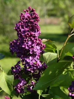 Syringa Vulgaris 'Andenken An Ludwig Späth'