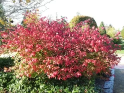 Euonymus Alatus, Flügel-Spindelstrauch -Gartenpflanzen Verkauf fluegel spindelstrauch 1280x1280