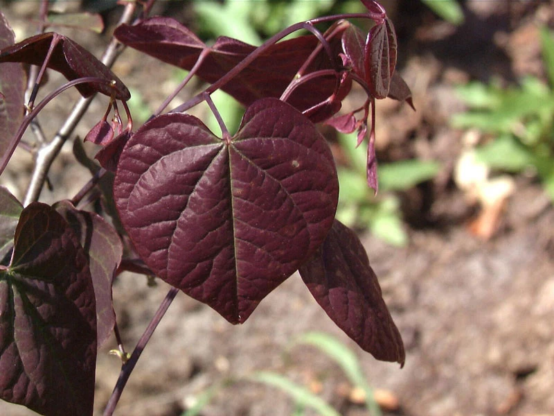 Cercis Canadensis 'Forest Pansy', Judasbaum 1 Cercis Canadensis 'Forest Pansy', Judasbaum