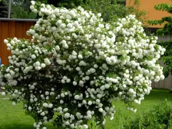 Viburnum Opulus 'Roseum', Echter Schneeball -Gartenpflanzen Verkauf gefuellter schneeball55599e9c38bda 1280x1280