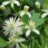 Clematis Vitalba, Gemeine Waldrebe