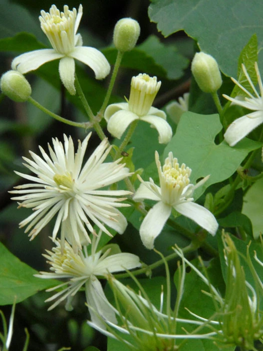 Clematis Vitalba, Gemeine Waldrebe 1 Clematis Vitalba, Gemeine Waldrebe