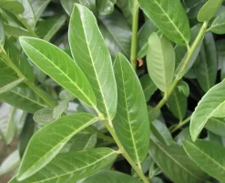 Prunus Laurocerasus Genolia® 'Mariblon', Säulenförmiger Kirschlorbeer 9 Prunus Laurocerasus Genolia® 'Mariblon', Säulenförmiger Kirschlorbeer -Gartenpflanzen Verkauf genolia mariblon blatt 1280x1280