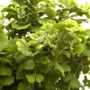 Ginkgo Biloba 'Mariken', Zwerg-Fächerblattbaum