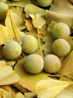 Ginkgo Biloba, Fächerblattbaum, Ginkgobaum 8 Ginkgo Biloba, Fächerblattbaum, Ginkgobaum -Gartenpflanzen Verkauf ginkgo frucht 1280x1280