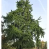 Ginkgo Biloba, Fächerblattbaum - Hochstamm
