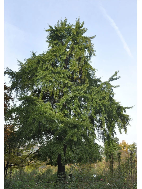 Ginkgo Biloba, Fächerblattbaum - Hochstamm 1 Ginkgo Biloba, Fächerblattbaum - Hochstamm