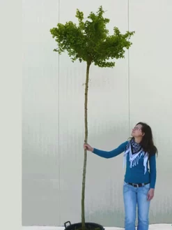 Ginkgo Biloba Mariken, Kugel-Ginkgo - Hochstamm -Gartenpflanzen Verkauf ginkgo mariken hochstamm 1280x1280