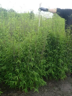 Fargesia Nitida - Neue Saat - Glänzender Schirm-Bambus -Gartenpflanzen Verkauf glaenzender schirm bambus 1280x1280