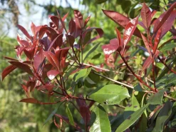 Photinia Fraseri 'Red Robin', Immergrüne Rote Glanzmispel -Gartenpflanzen Verkauf glanzmispel red robin austr 1280x1280