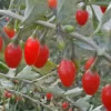 Goji-Beere, Wolfsbeere, (Lycium Barbarum)