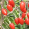 Goji-Beere 'Natascha' (Lycium Barbarum Natascha)