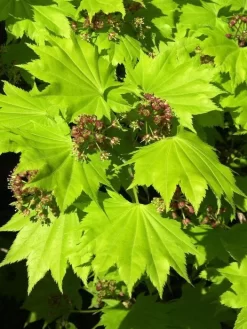 Acer Shirasawanum 'Aureum', Japanischer Goldahorn