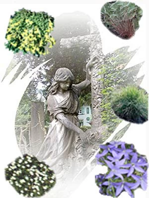 Staudensortiment Für Grabgestaltung 1 Staudensortiment Für Grabgestaltung