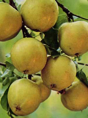 Apfel Grahams Jubiläumsapfel 1 Apfel Grahams Jubiläumsapfel