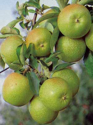 Apfel Granny Smith 1 Apfel Granny Smith