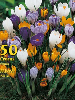 Großblumiger Gartenkrokus - Prachtmischung (Großpackung) (Art.Nr. 597938) 1 Großblumiger Gartenkrokus - Prachtmischung (Großpackung) (Art.Nr. 597938)