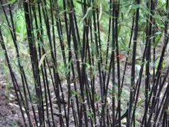 Fargesia Jiuzhaigou 'Deep Purple', Jade Bambus, Rothalmiger Schirm-Bambus -Gartenpflanzen Verkauf halme schatten deep purple 1280x1280