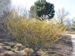 Hamamelis Intermedia 'Arnold Promise', Zaubernuss -Gartenpflanzen Verkauf hamamelis arnold promise 1280x1280