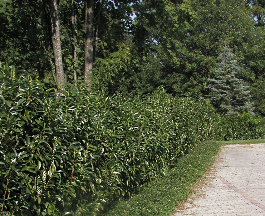 Prunus Laurocerasus Genolia® 'Mariblon', Säulenförmiger Kirschlorbeer 5 Prunus Laurocerasus Genolia® 'Mariblon', Säulenförmiger Kirschlorbeer – Bild 5