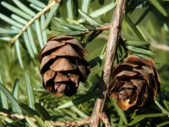 Tsuga Canadensis, Kanadische Hemlockstanne -Gartenpflanzen Verkauf hemlocktanne zapfen55599f5753938 1280x1280