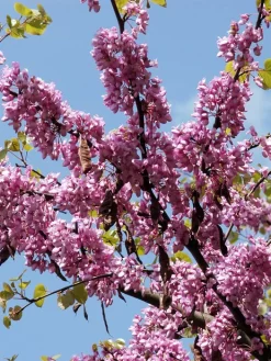 Cercis Siliquastrum, Judasbaum