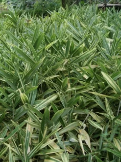 Hibanobambusa Tranquillans 'Shiroshima', Buschiger Streifenbambus