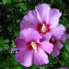 Hibiscus Syriacus 'Russian Violet', Hibiskus, Garteneibisch