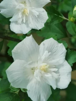 Hibiscus Syriacus 'White Chiffon'®, Roseneibisch