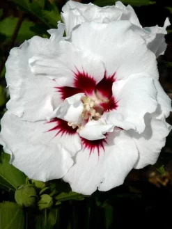 Hibiscus Syriacus 'Speciosus', Hibiskus, Garteneibisch