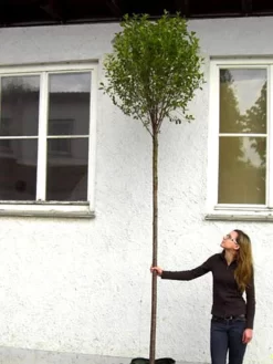 Prunus Fruticosa 'Globosa', Kugel-Kirsche - Hochstamm -Gartenpflanzen Verkauf hochstamm prunus globosa 1280x1280