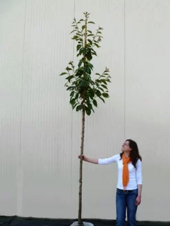 Prunus Serrulata 'Kanzan', Japanische Nelkenkirsche - Hochstamm 8 Prunus Serrulata 'Kanzan', Japanische Nelkenkirsche - Hochstamm -Gartenpflanzen Verkauf hochstamm prunus kanzan 1280x1280