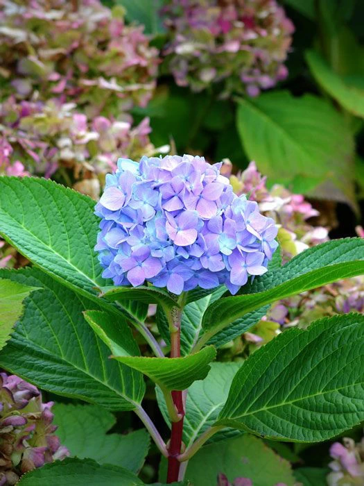 Gartenpflanzen Verkauf -Gartenpflanzen Verkauf hydrangea