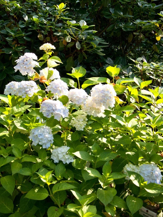 Hydrangea Macrophylla Endless Summer 'The Bride'® 1 Hydrangea Macrophylla Endless Summer 'The Bride'®