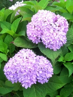 Hydrangea Macrophylla 'Endless Summer Rosa'® -Gartenpflanzen Verkauf hydrangea endl summer 1 447 80368 2 1280x1280