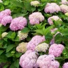 Hydrangea Macrophylla 'Endless Summer Rosa'®