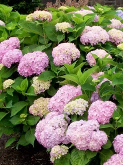 Hydrangea Macrophylla 'Endless Summer Rosa'®