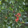 Ilex Meserveae 'Blue Angel', Stechpalme
