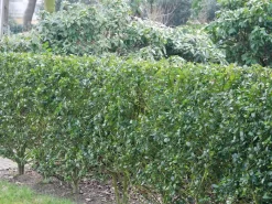 Ilex Meserveae Blue Prince, Stechpalme -Gartenpflanzen Verkauf ilex blue prince hecke 1280x1280